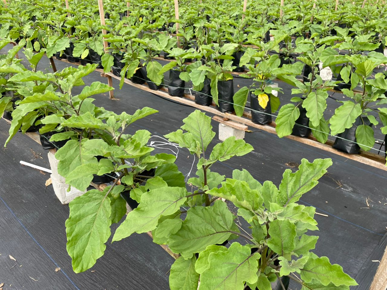 WhatsApp-Image-2021-11-27-at-3.13.09-PM